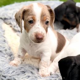 Boy 1 - Dapple male Dachshund puppy in Hollidaysburg, Pennsylvania from Weenie Bros