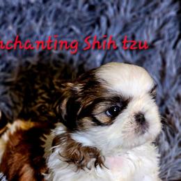 Akc Red Rocky 1300 - Red and white male Shih Tzu puppy in Dexter, Kentucky from Enchanting Shih tzu