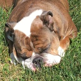 Bulldogs from 🚫No Bull-Schmidt's bulldogs