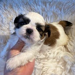AKC - Meatball Champion Bloodline - Gold and white male Shih Tzu puppy in Long Beach, California from Prieto Shih-Tzu's