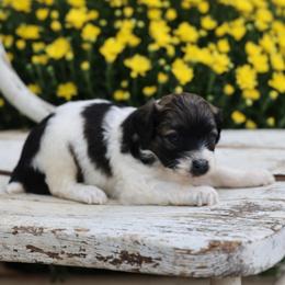 Bette - Wheaten female Whoodle puppy in West Bend, Iowa from Blue Skies Terriers