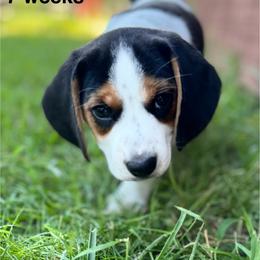 Inx - Black white and tan male Beagle puppy in Rogersville, Missouri from Hales Little Beagle Haven