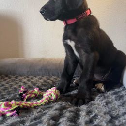 Great Dane Puppies from Florida Danes