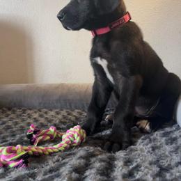 Great Dane Puppies from Florida Danes