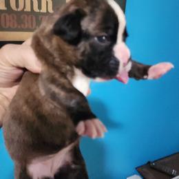 Girl 1 - female Boxer puppy in Shelton, Washington from Clydesflashyboxers