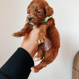 Willow - Lime collar girl - Red  female Goldendoodle puppy in Ruthorfordton, North Carolina from Duncan Doodles Goldendoodles