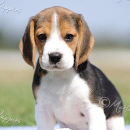 AKC 'Lulu' - Black tan and white female Beagle puppy in Lamar, Missouri from Marti Acres ~ Boston Terrier & Beagles