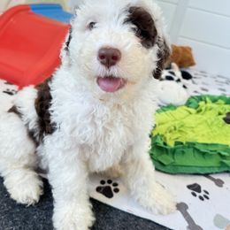 Portuguese Water Dog Puppies from Cornerstones Porties