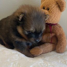 Pomeranian puppies from Nikki’s lil Pomeranians