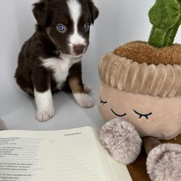 Miniature Australian Shepherd and Toy Australian Shepherd Puppies from Ollie's Aussies