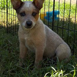 Oscar - Red mottled male Australian Cattle Dog puppy in Seneca, Missouri from MO Morningstar Heelers