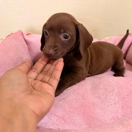 Janie - Chocolate female Dachshund puppy in Magnolia, Texas from Carrie’s Countryside Dachshunds