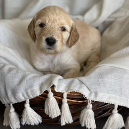 Goldendoodle Puppies from Libby Lou’s Goldendoodles