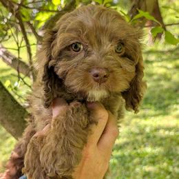Jellybean - Merle female Cavapoo puppy in Coshocton, Ohio from Forever Family Puppies