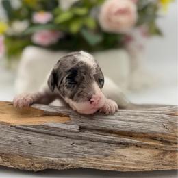 Daisy - Gray and white female Sheepadoodle puppy in Willacoochee, Georgia from Kitandkboodle's Doodles