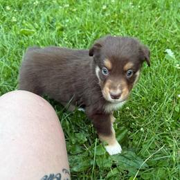 Gratin - Red tri-color male Australian Shepherd puppy in Altmar, New York from E&C Australian Shepherds