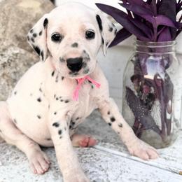 Pink - White and black female Dalmatian puppy in Westhoff, Texas from Smart Dalmatians (LUA)