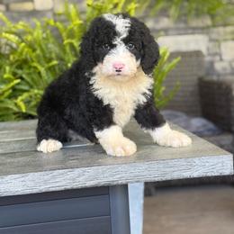 Cyrus - Tri-color male Double Doodle puppy in Millersburg, Ohio from T Sanctum