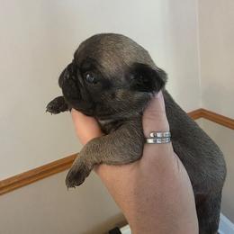 Girl 1 - Fawn female Pug puppy in Olin, North Carolina from Piggy Pugs