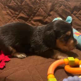 Reese - Black and cream female Dachshund puppy in Tahlequah, Oklahoma from Love Some Dogs Dachshunds & Cavalier King Charles Spaniels,Cavapoos