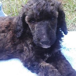 Poodles from Jennifer Somnis Standard Poodles