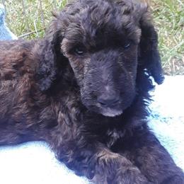Poodles from Jennifer Somnis Standard Poodles