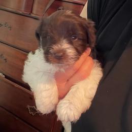 Bennett - Liver male Miniature Schnauzer puppy in College Station, Texas from Fran’s Miniature Schnauzers