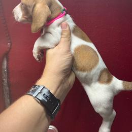 Female 1 - Piebald female Dachshund puppy in Eunice, Louisiana from 4J's Cajun Kennels
