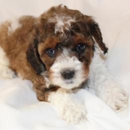 Bernedoodle, Cavapoo, and Poodle Puppies from Liberty Farms Puppies