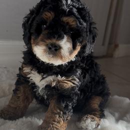 Soleil - Tri-color female Bernedoodle puppy in Buckeye, Arizona from Sage Hills Bernedoodles