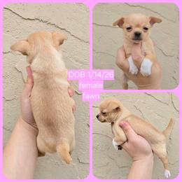 Fawn girl - Fawn and white female Chihuahua puppy in Vineland, New Jersey from Royal Companion's