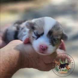 Coral - Blue merle and white female American Corgi puppy in Cameron, North Carolina from Butts Family Corgis