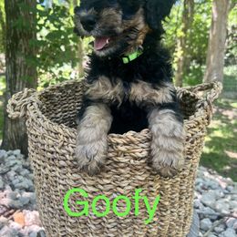 Bernedoodle Puppies from Cobble Creek Puppies