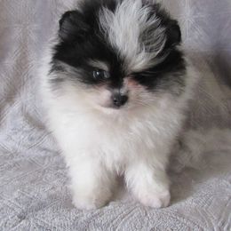 Steele - Pomeranian