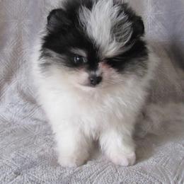 Steele - Pomeranian