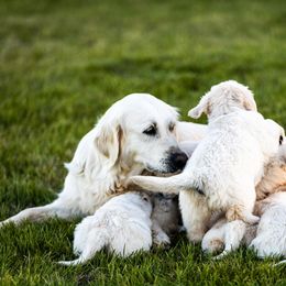 Golden Retriever Puppies from Coconut Cream Goldens