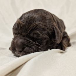 Australian Labradoodle Puppies from Llewellyn's Grove Labradoodles