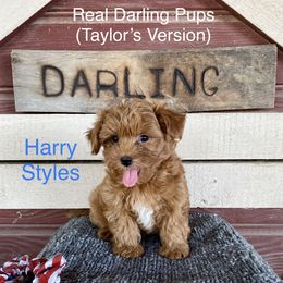 Companion Crosses, Mal-Shis, Maltipoos, and Morkies from Real Darling Pups