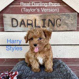 Companion Crosses, Mal-Shis, Maltipoos, and Morkies from Real Darling Pups