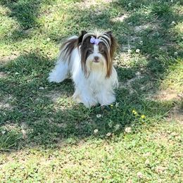Ivy Jane - Yorkshire Terrier