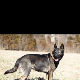 Ester - German Shepherd