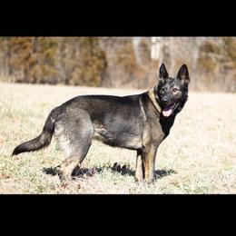 Ester - German Shepherd