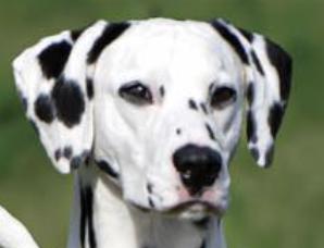 BIS/BISS GCH Gram