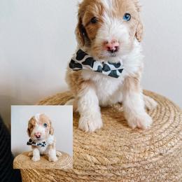 Ross - Fawn and white male Sheepadoodle puppy in Republic, Missouri from DOOD & Co