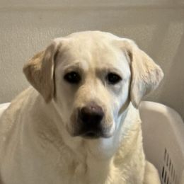 Beatrice - Labrador Retriever