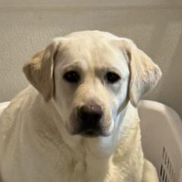 Beatrice - Labrador Retriever
