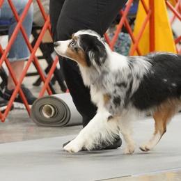 Miniature American Shepherds and Miniature Australian Shepherds from Taylor Made Aussies  & Taylor Made Miniature American Shepherd