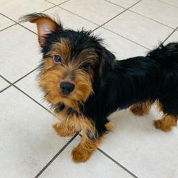Boy 2 - Black and gold male Yorkshire Terrier puppy in Marion, Indiana from Thomas Terriers