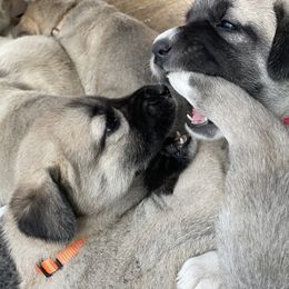 Anatolian Shepherd Dog Puppies from Wild Rooster Family Farm (AKC Anatolians OFA Hips Tested)