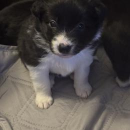 Belgian Malinois, Border Collie, and German Shepherd Puppies from Fairlane Kennels